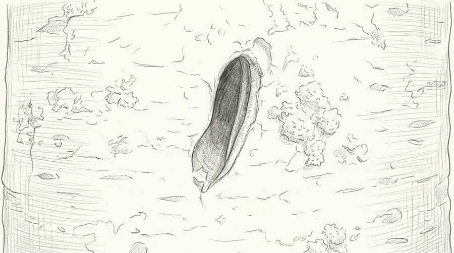 Pencil sketch of an oval exit hole in cherry bark