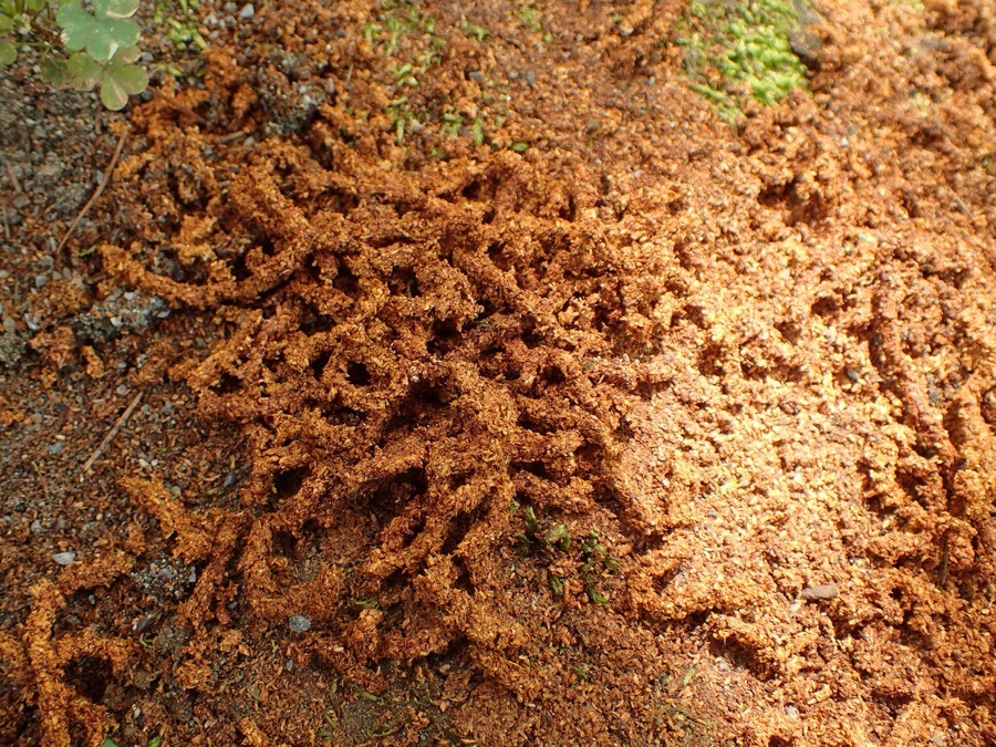 クビアカツヤカミキリのフラス。赤茶色の挽き肉状の木くずが、木の根元に厚く積もっている