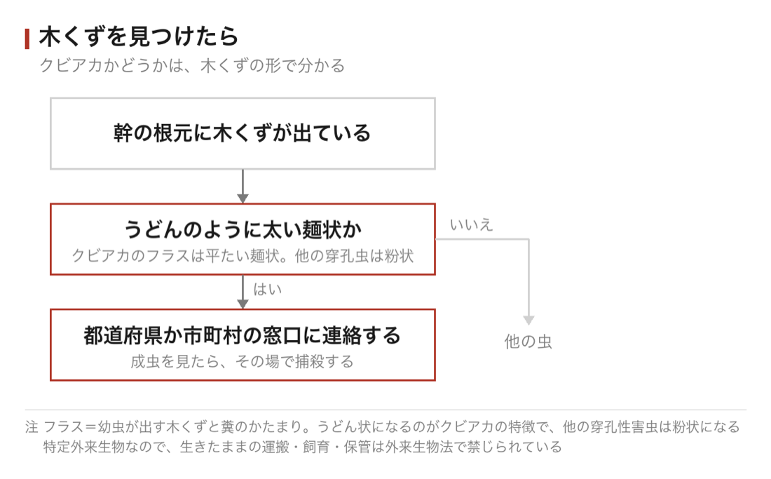 木くずを見つけたときの判断の流れ。うどん状ならクビアカを疑い、都道府県か市町村の窓口に連絡する