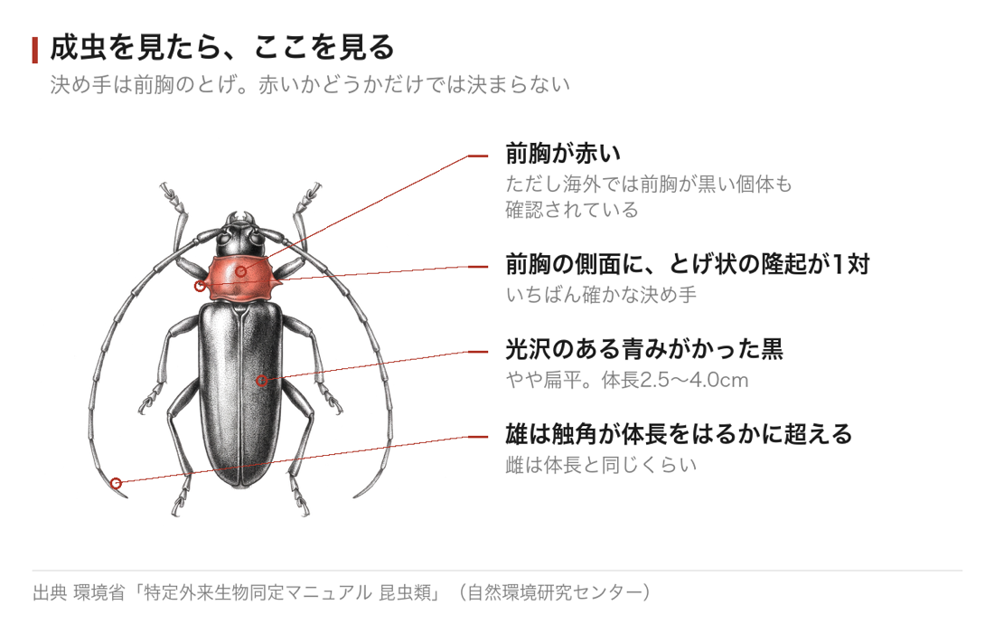 成虫を見たときに確かめる4点。前胸が赤い、前胸の側面にとげ状の隆起が1対、光沢のある青みがかった黒、雄の触角は体長をはるかに超える