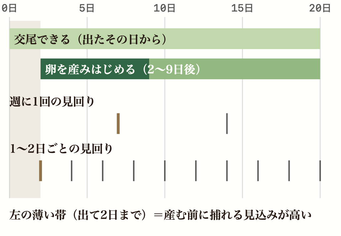 成虫が出てからの日数の図。出たその日から交尾でき、2〜9日後から卵を産みはじめる。週に1回の見回りだと最初の見回りは7日目、1〜2日ごとの見回りだと2日目までに見回れる