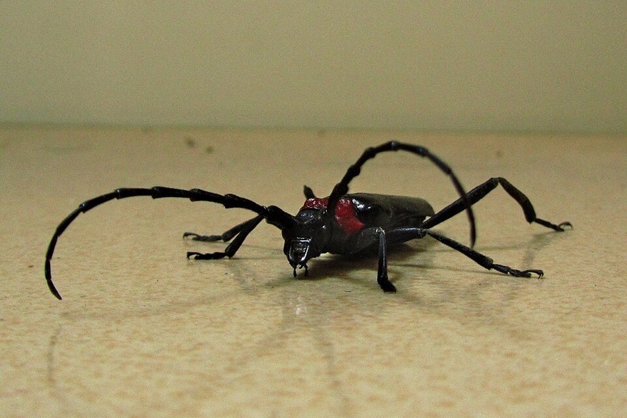 クビアカツヤカミキリの成虫。黒い体に赤い前胸、体長より長い触角